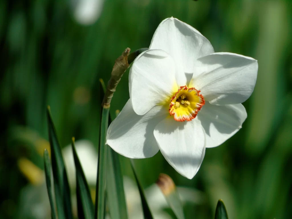 White Daffodil Petals Yellow Center Red warm Edge