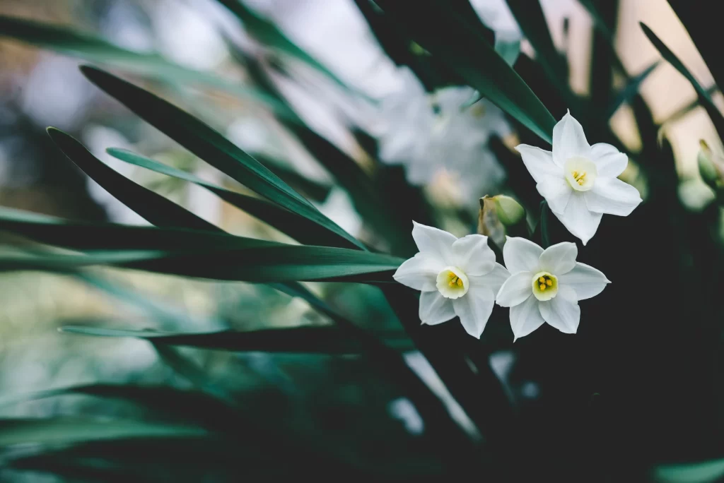 White Daffodil Petals Yellow Center Green gray Leaves