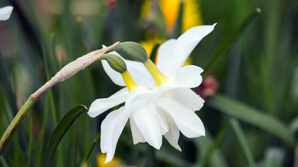 White Daffodil Petals Yellow Center Green gray Leaves