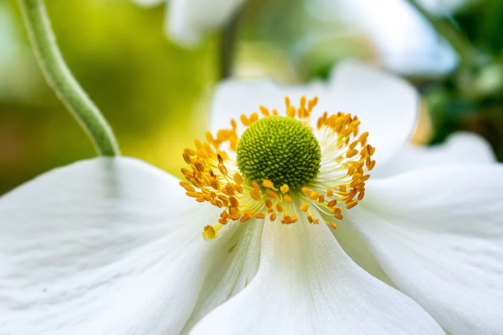 White Daffodil Petals Yellow Center Green Stamen