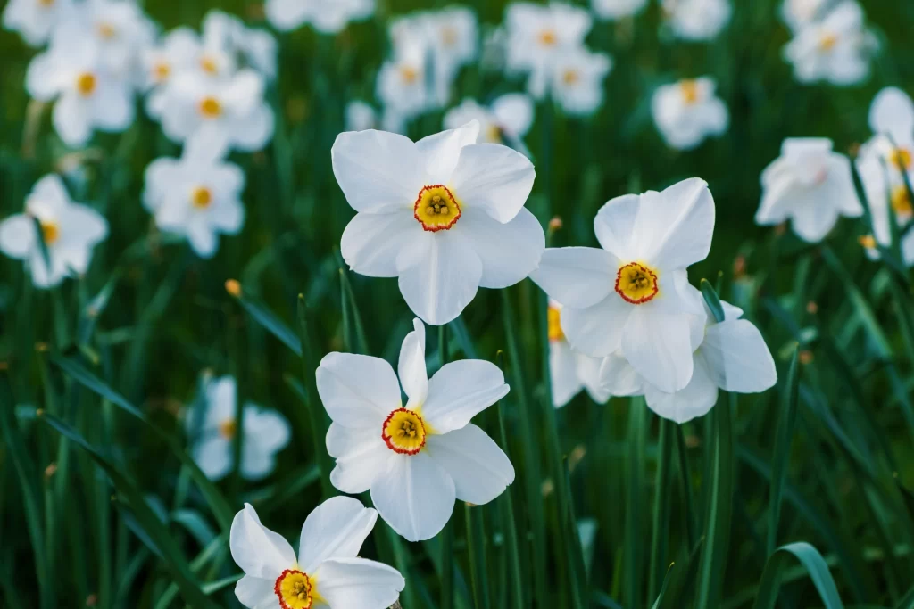 White Daffodil Petals Yellow Center Green cool Leaves