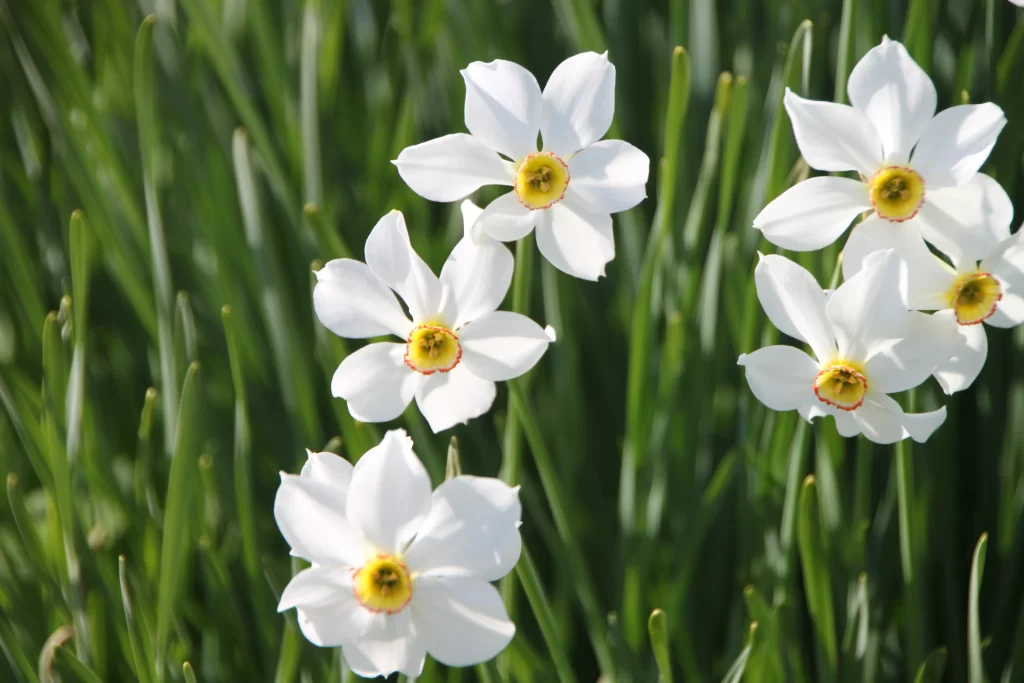 White Daffodil Petals Yellow Center Green warm Leaves