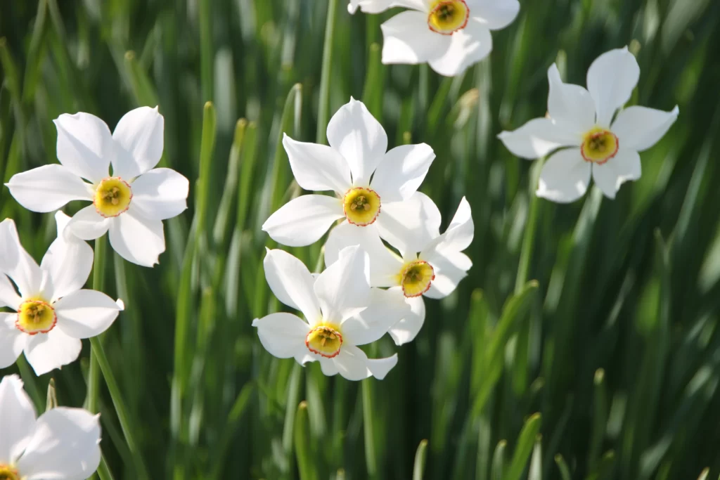 White Daffodil Petals Yellow Center Green gray Leaves