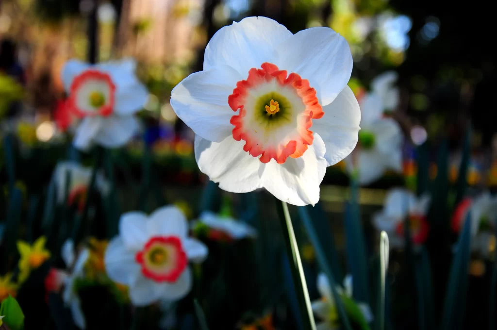 White Daffodil Red Center Petals Sunlit