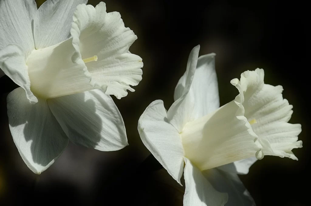 White Daffodil Trumpet Petals Sunlight