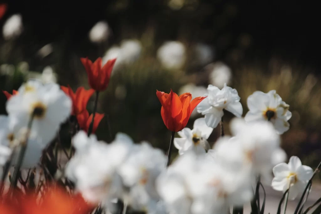 White Daffodil Tulip Petals Red Bloom