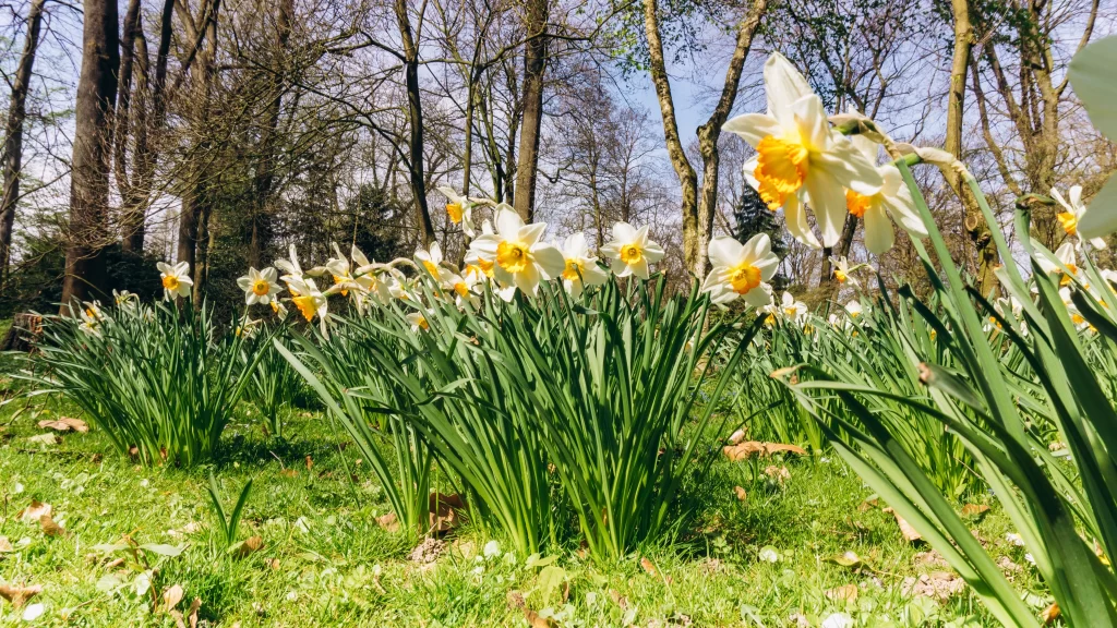 White Daffodil Yellow Center Petals Green warm Leaves