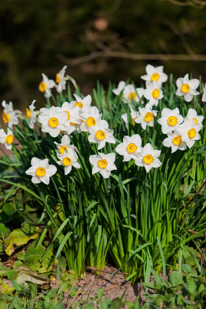 White Daffodil Yellow Center Petals Green warm Leaves
