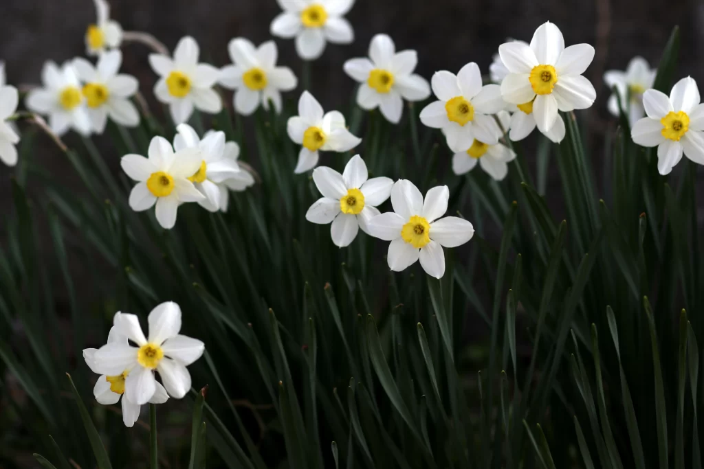 White Daffodil Yellow Center Petals Green gray Stems