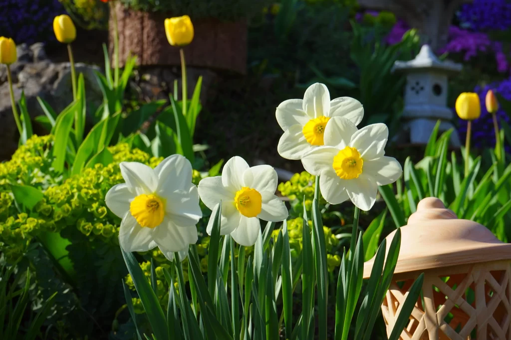 White Daffodil Yellow Center Petals Green warm Leaves