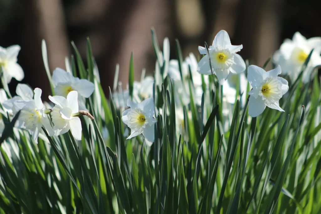 White Daffodil Yellow Center Petals Green gray Leaves