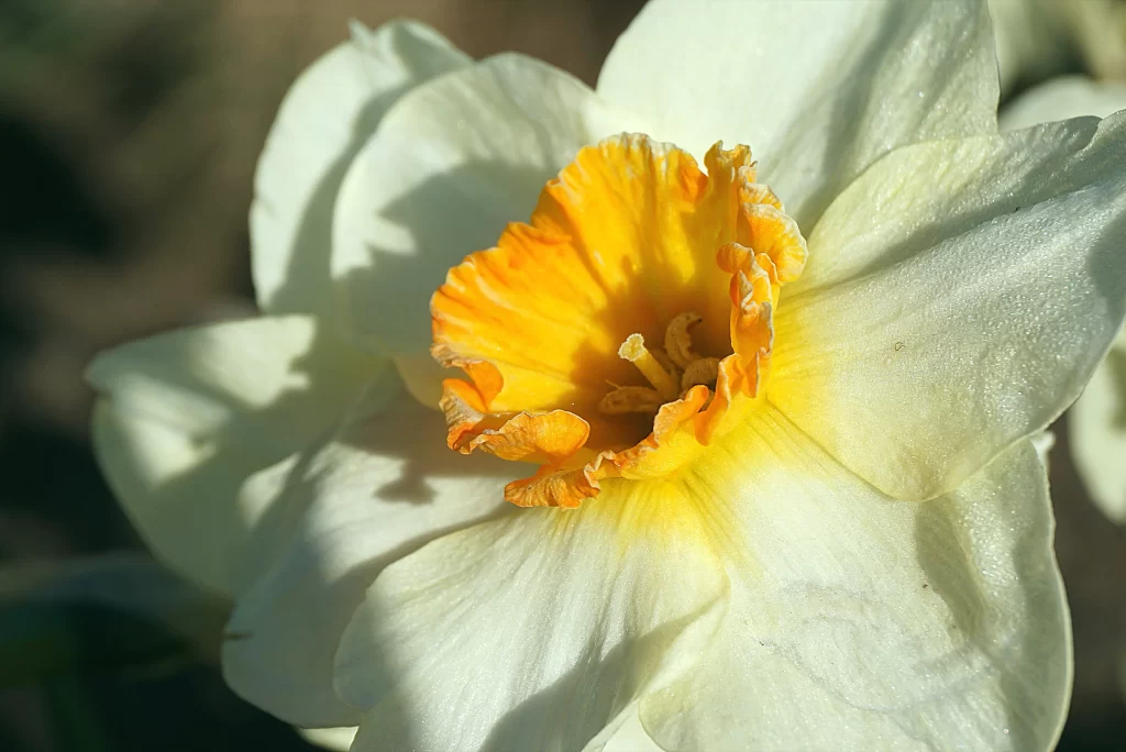 White Daffodil Yellow Center Petals Dewdrops