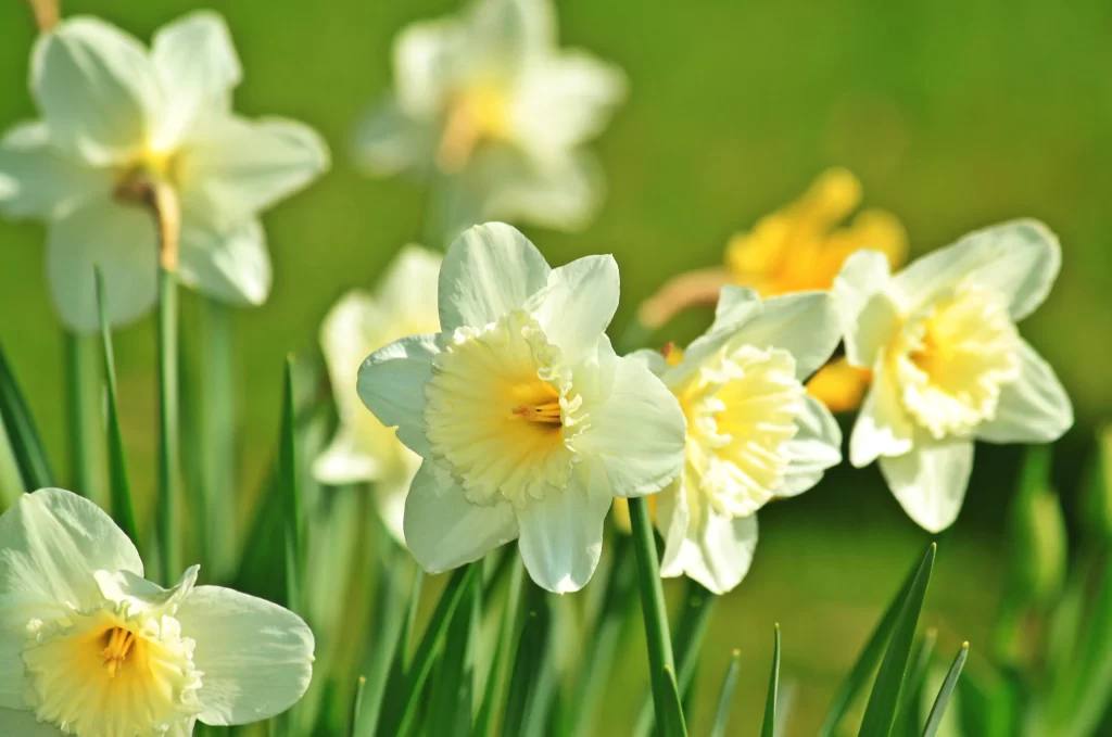 White Daffodil Yellow Center Petals Green warm Stems