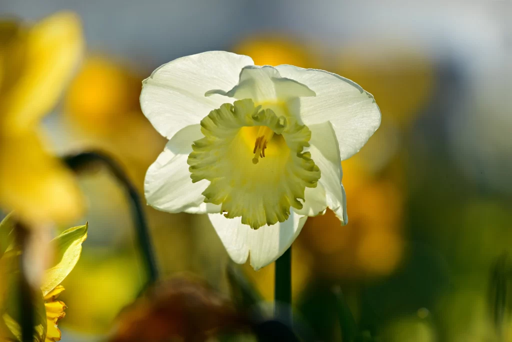 White Daffodil Yellow Center Petals warm Sunlight