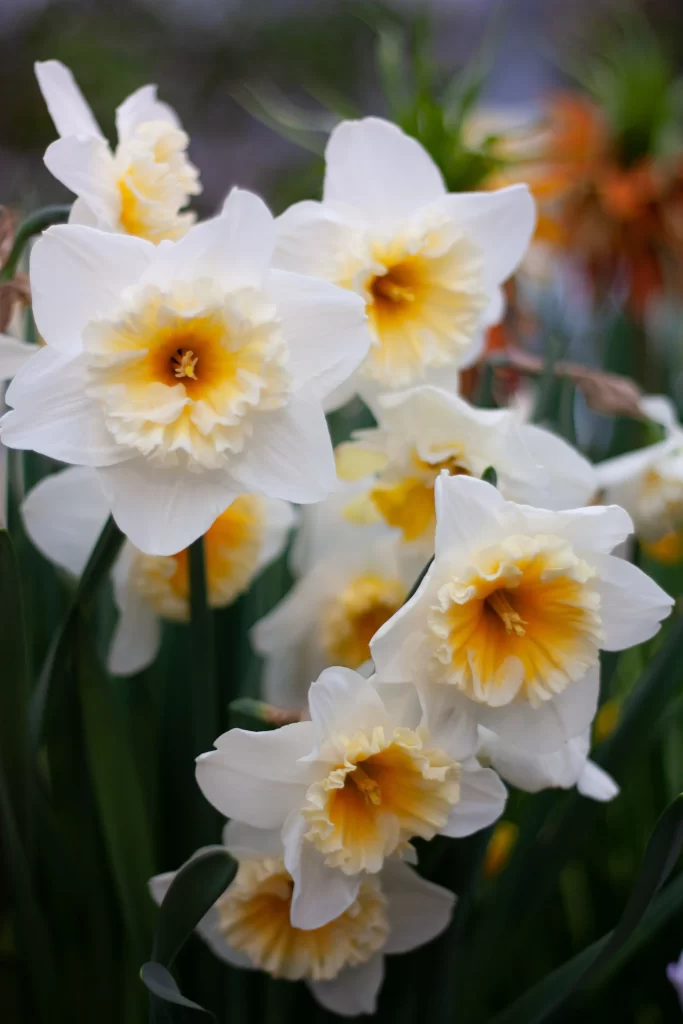 White Daffodil Yellow Center Petals Ruffled Edges
