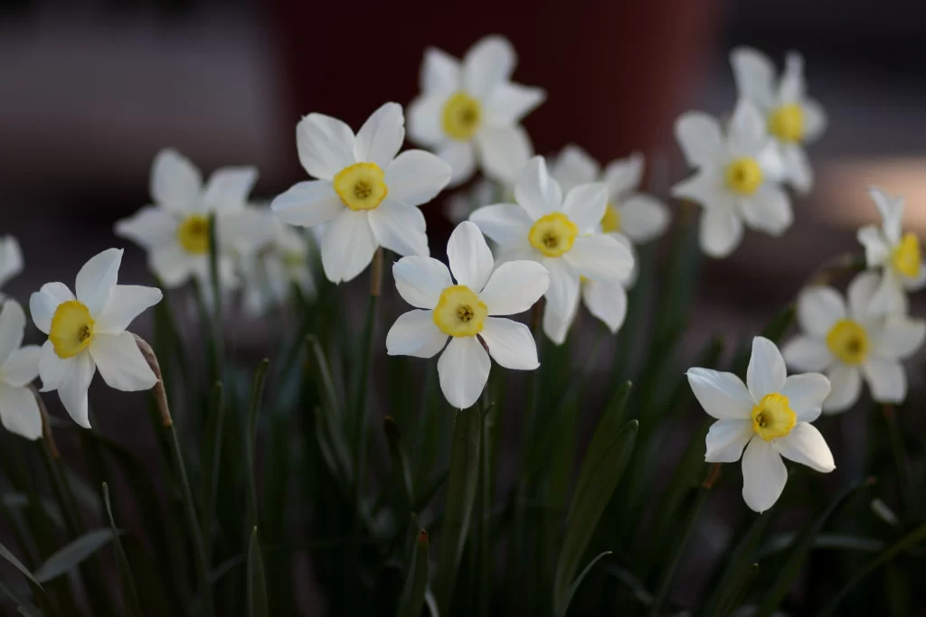 White Daffodil Yellow Center Petals Green gray Leaves