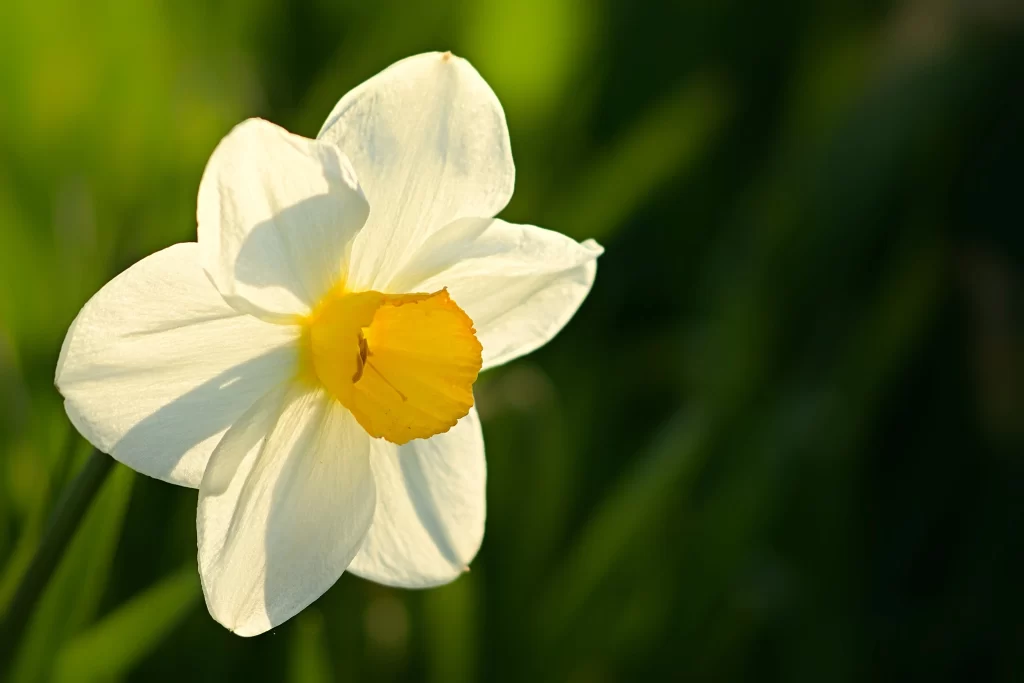 White Daffodil Yellow Center Petals warm Sunlight