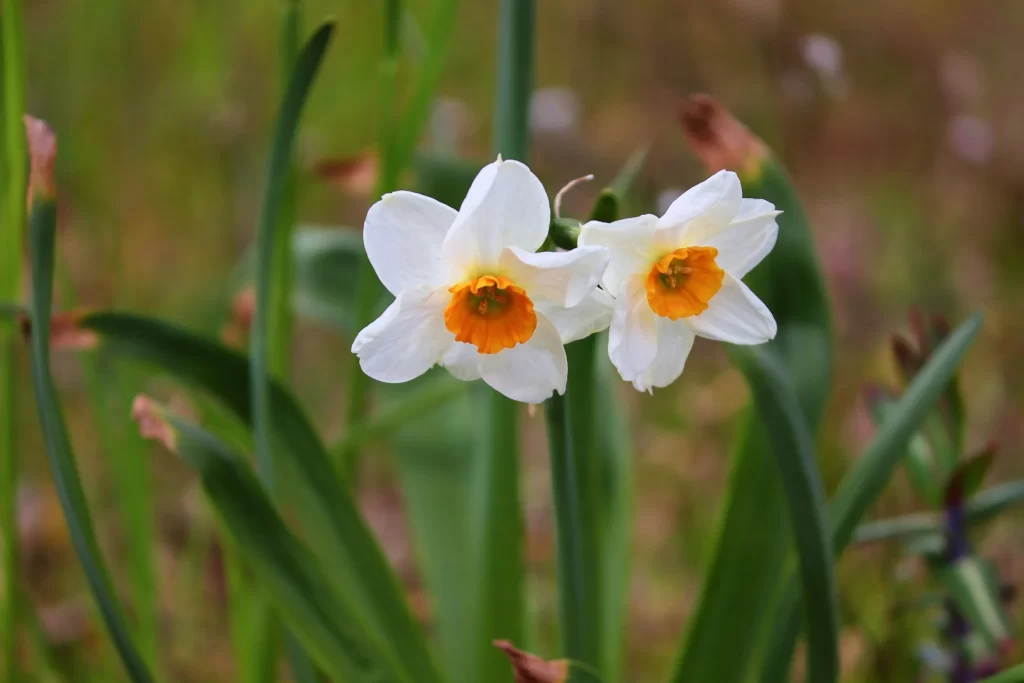 White Daffodil Yellow Center Petals Green warm Leaves