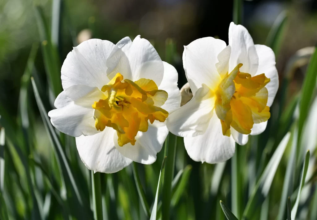 White Daffodil Yellow Center Petals warm Sunlight