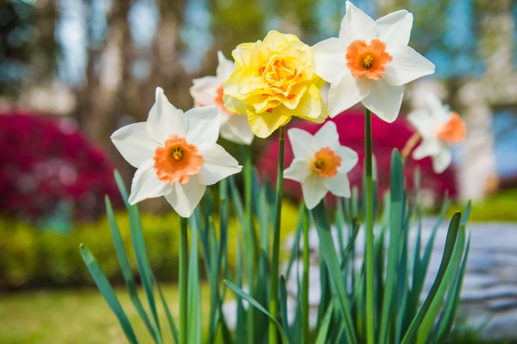 White Daffodil Yellow Center Orange Corona Petals Green Stems