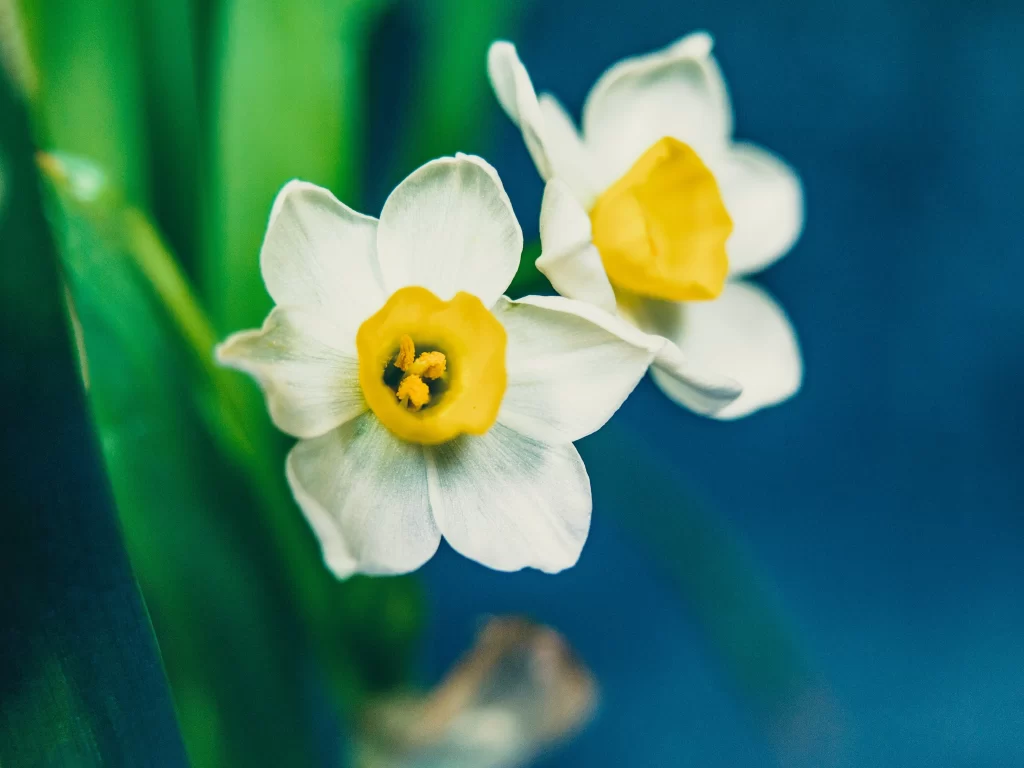White Daffodil Yellow Center Petals Green cool Leaves