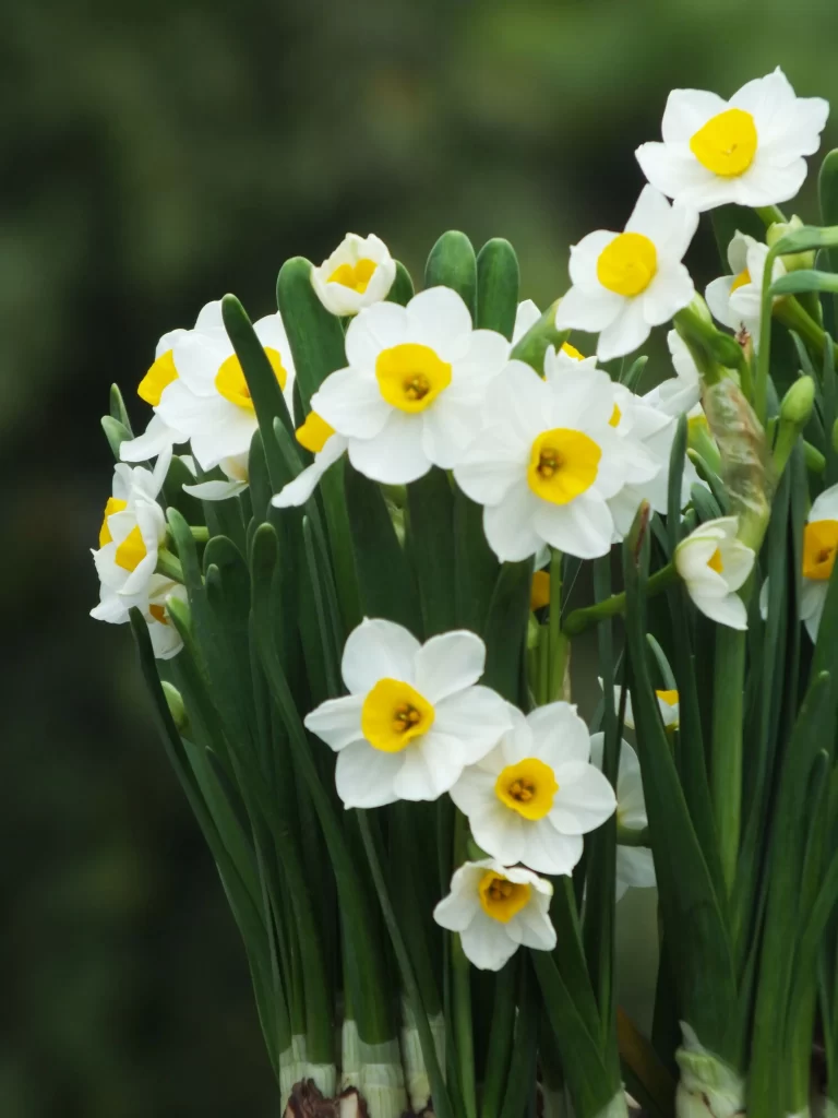 White Daffodil Yellow Center Petals Green warm Stems