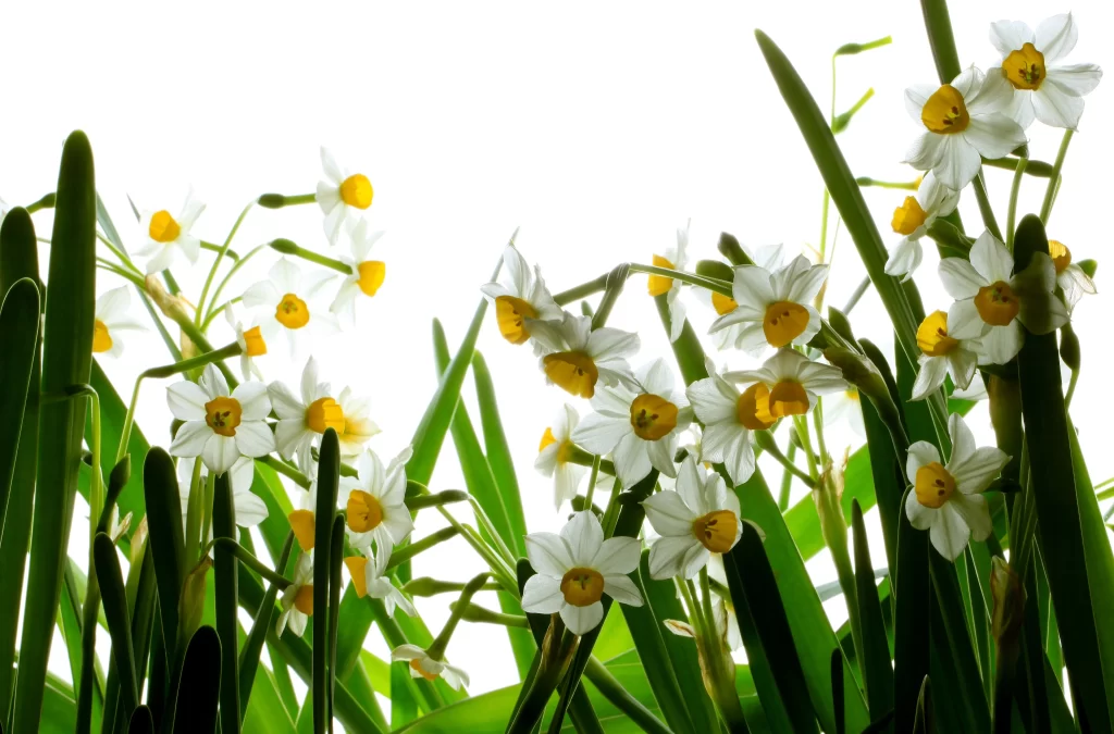 White Daffodil Yellow Center Petals Green warm Leaves