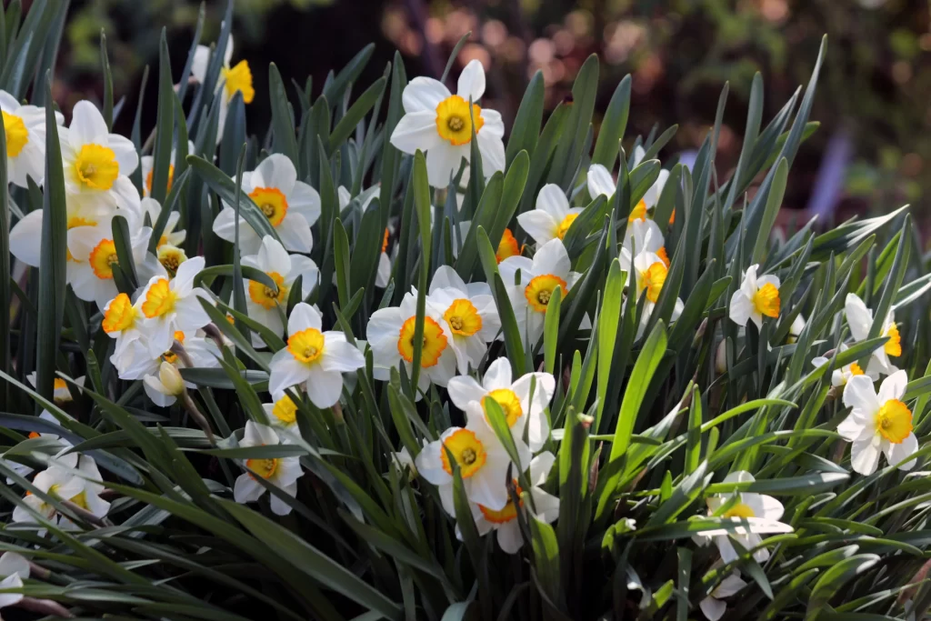 White Daffodil Yellow Center Petals Green gray Leaves