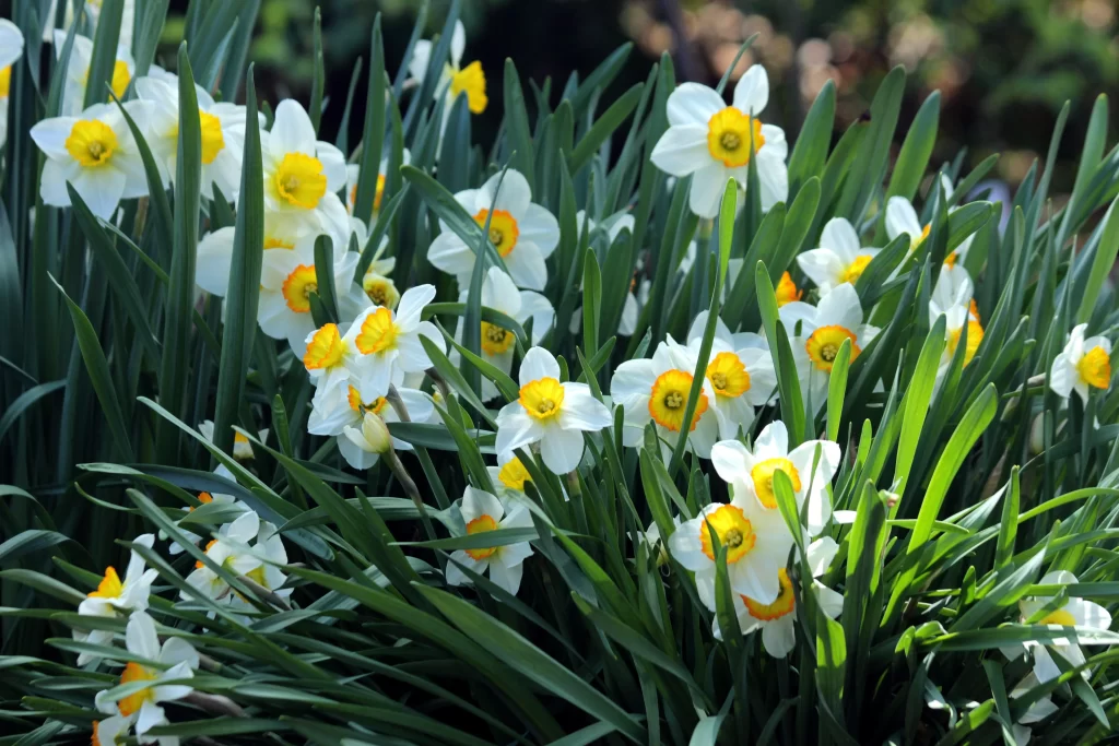 White Daffodil Yellow Center Petals Sunlit Green Leaves