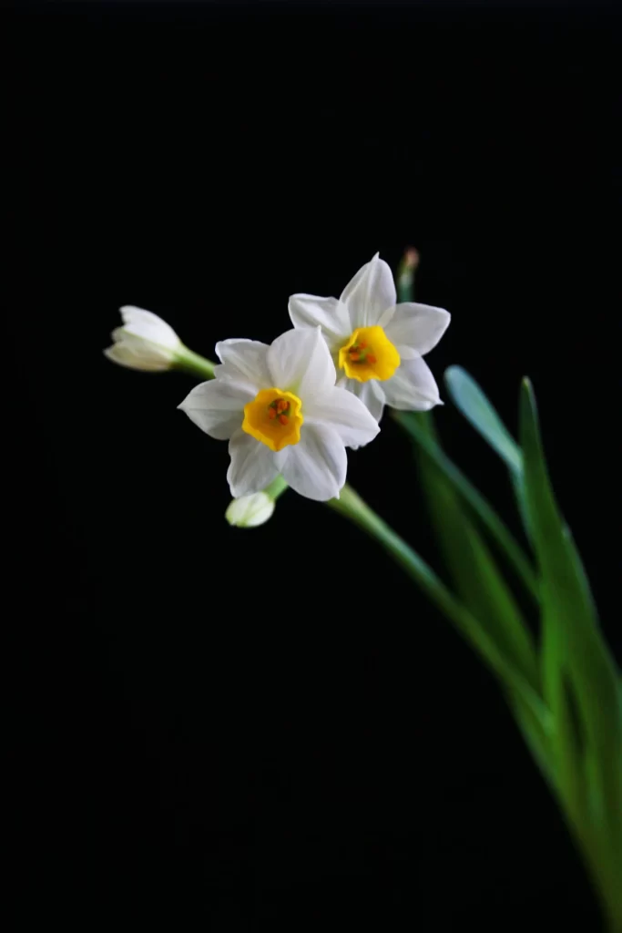 White Daffodil Yellow Center Petals Green dark Stems