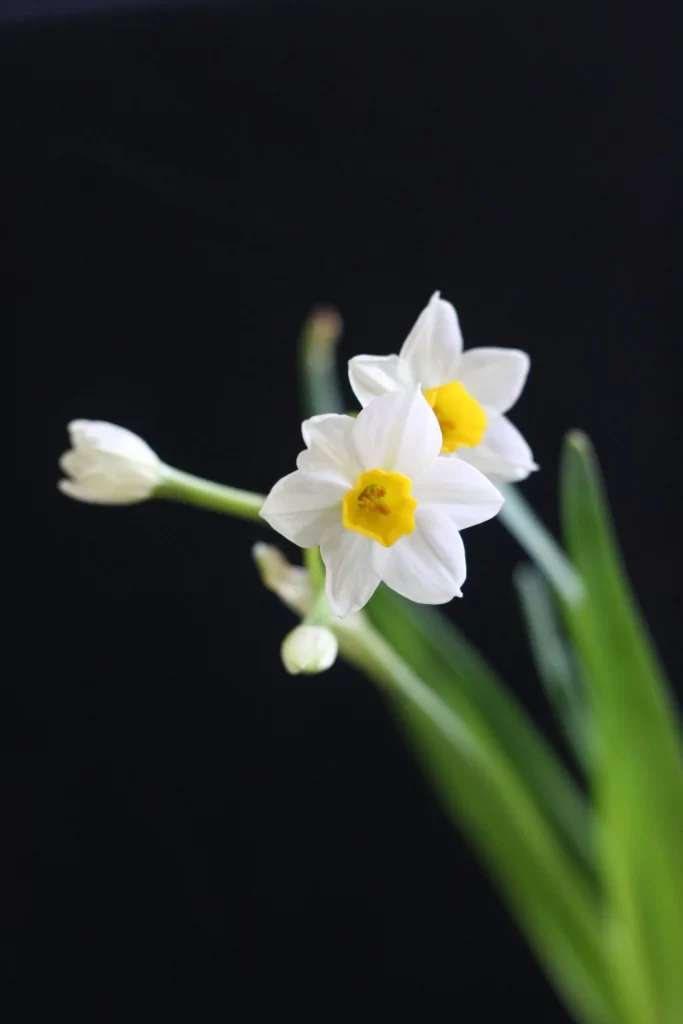 White Daffodil Yellow Center Petals Green dark Leaves
