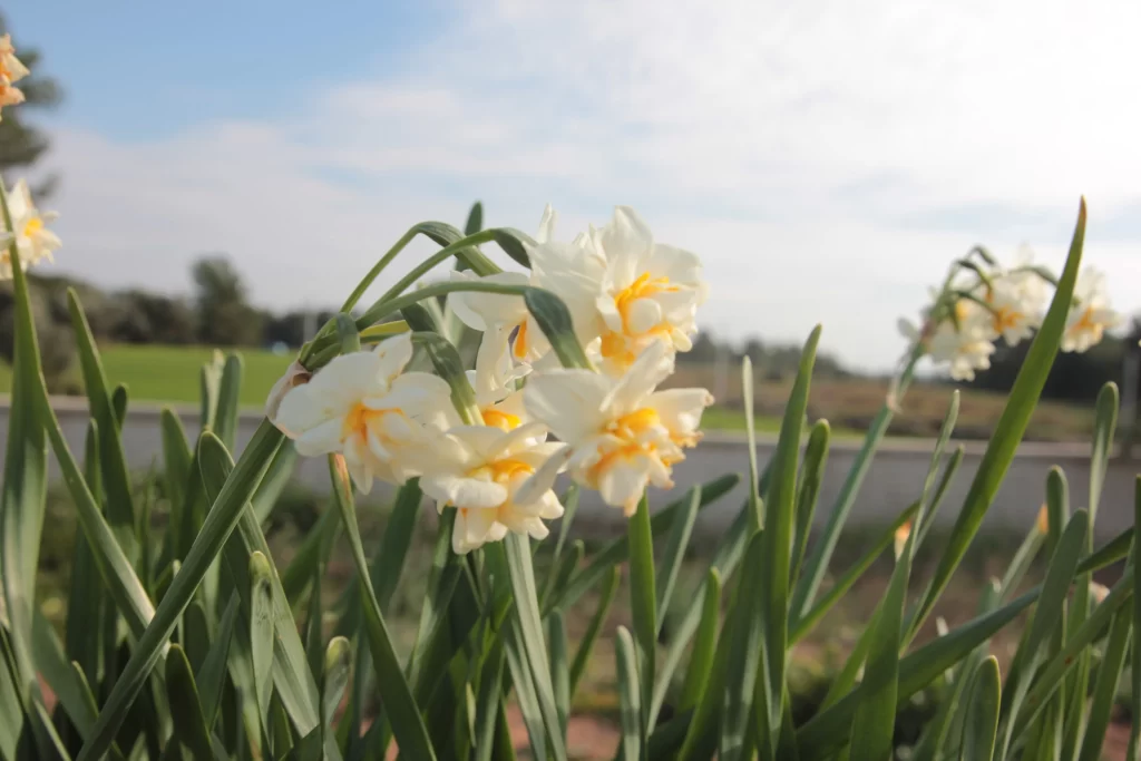 White Daffodil Yellow Center Petals Green gray Leaves