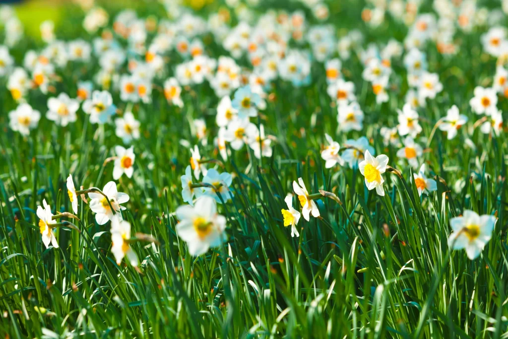 White Daffodil Yellow Center Petals Green warm Grass