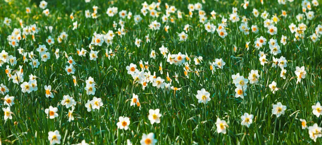 White Daffodil Yellow Center Petals Green warm Grass