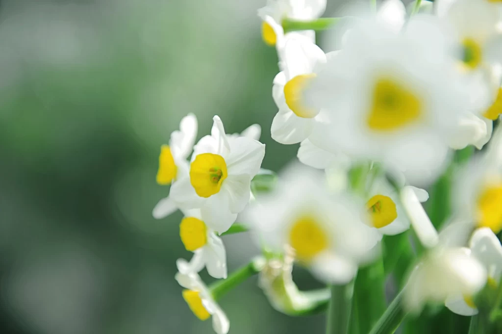 White Daffodil Yellow Center Petals Green warm Stems