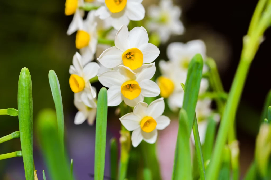 White Daffodil Yellow Center Petals Green warm Stems