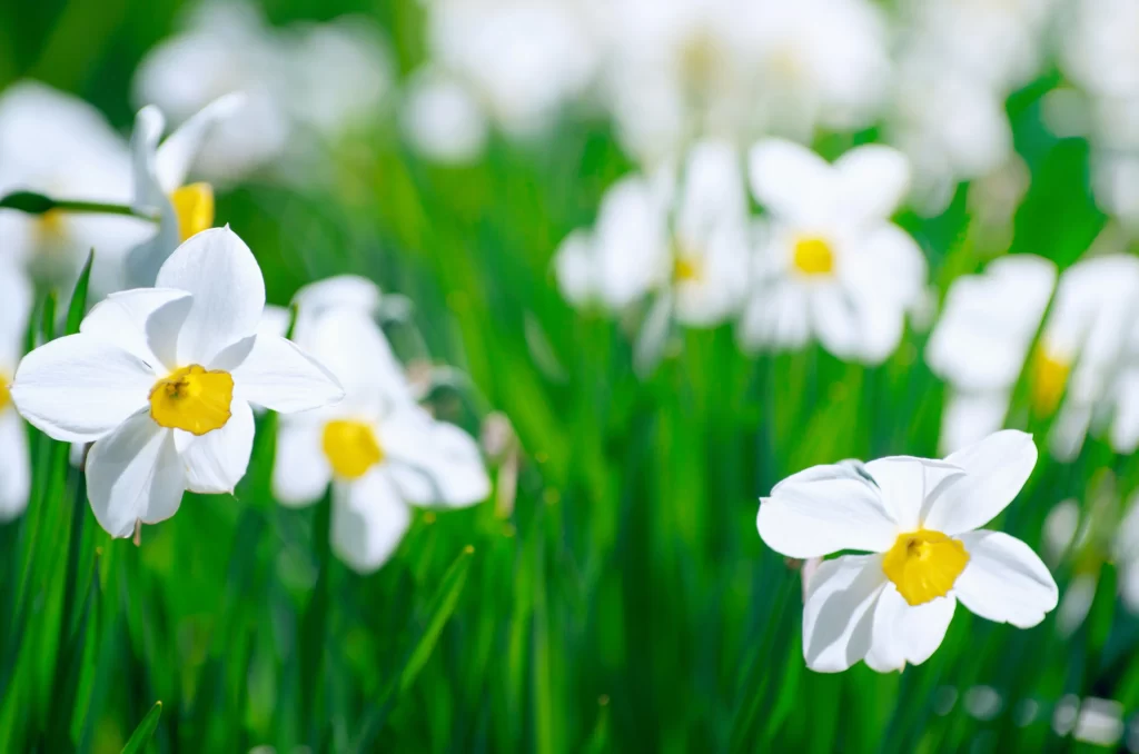 White Daffodil Yellow Center Petals Green warm Leaves