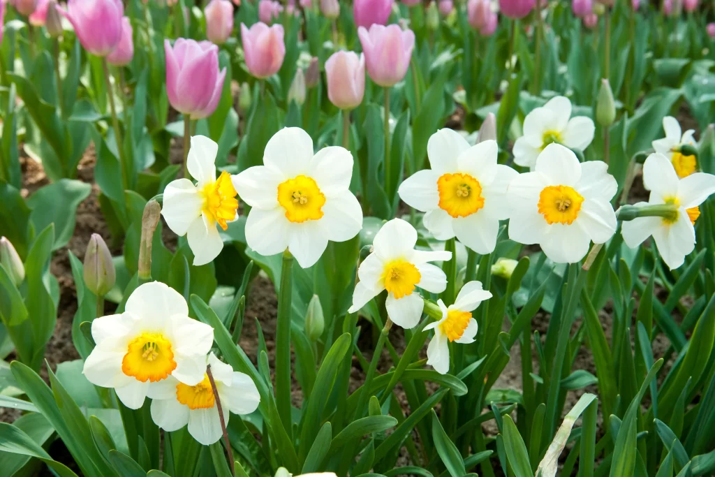 White Daffodil Yellow Center Petals Green warm Leaves
