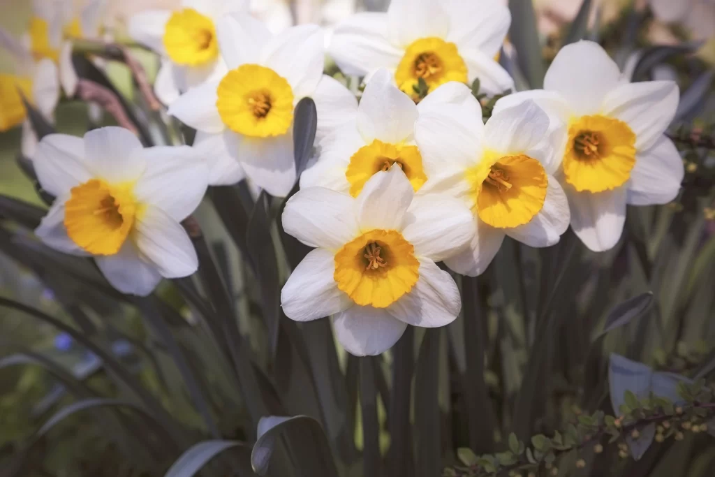 White Daffodil Yellow Center Petals Green gray Leaves