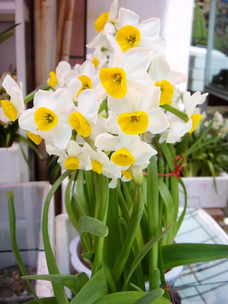 White Daffodil Yellow Center Petals Green warm Leaves