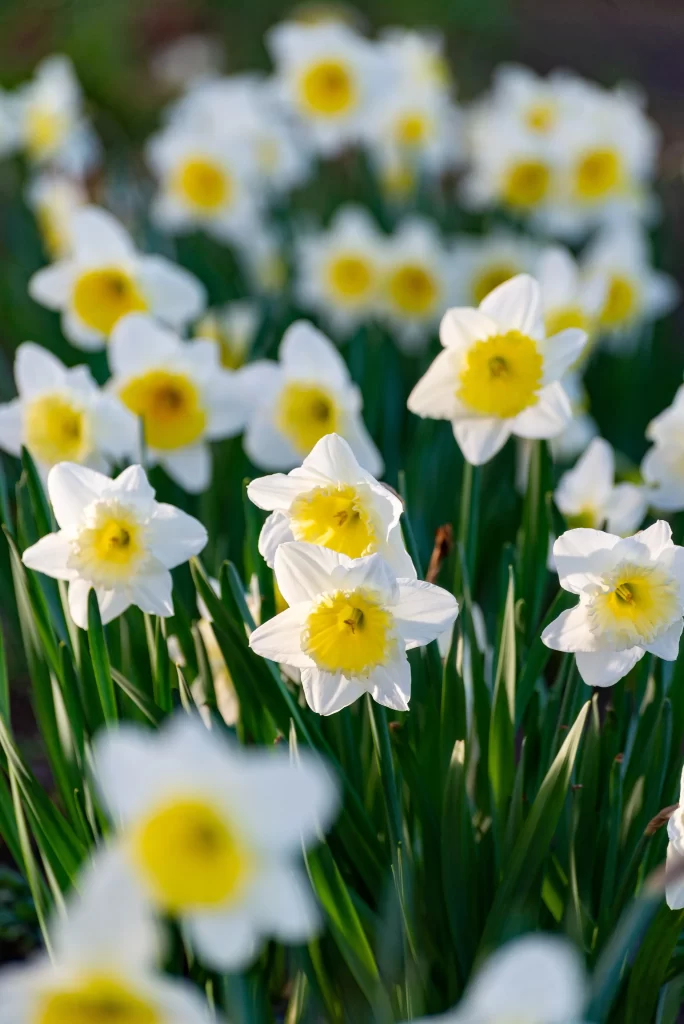 White Daffodil Yellow Center Petals Green warm Leaves