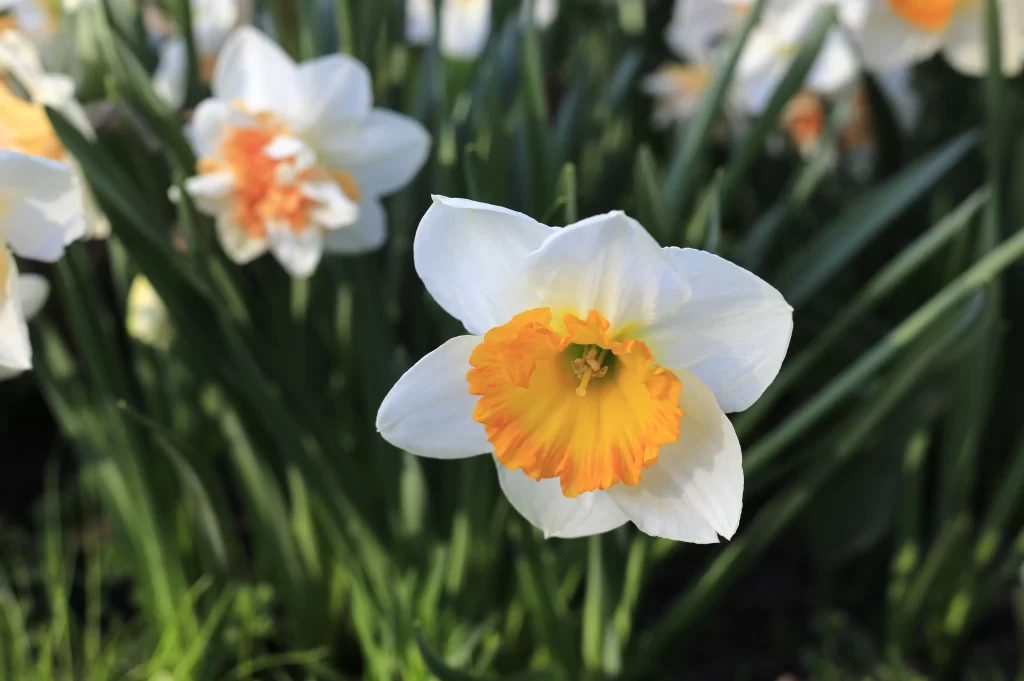 White Daffodil Yellow Center Petals Sunlit Greenery