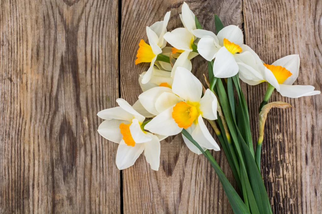 White Daffodil Yellow Center Petals Green gray Stems