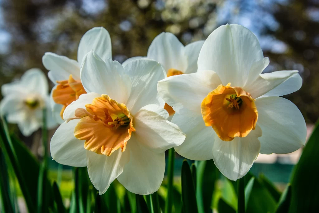 White Daffodil Yellow Center Petals gray Sunlight