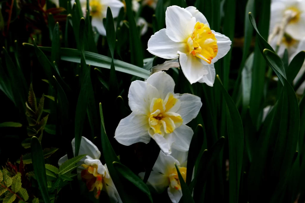 White Daffodil Yellow Center Petals Green dark Leaves