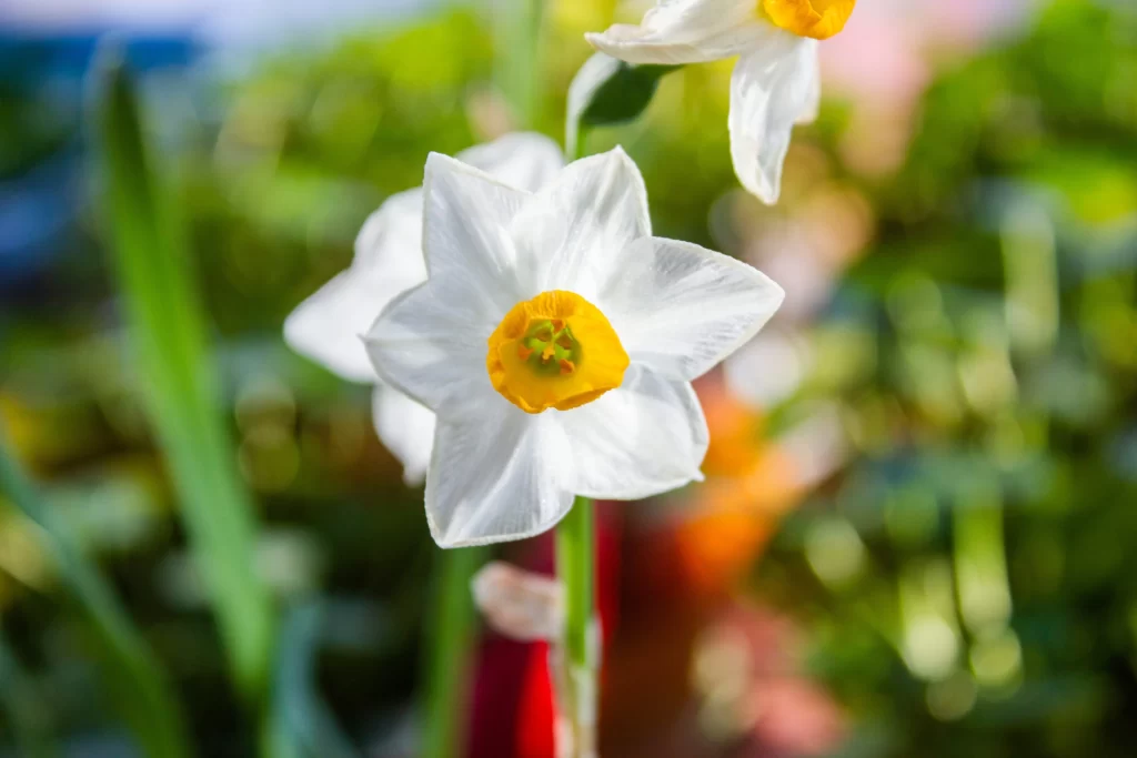 White Daffodil Yellow Center Petals Green warm Stems