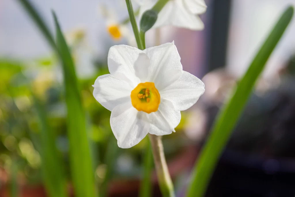 White Daffodil Yellow Center Petals Green warm Leaves