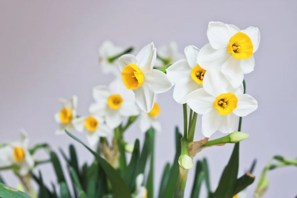White Daffodil Yellow Center Petals Green gray Leaves