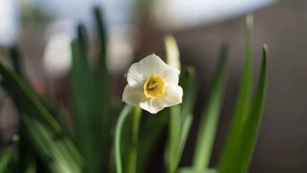White Daffodil Yellow Center Petals Green gray Leaves