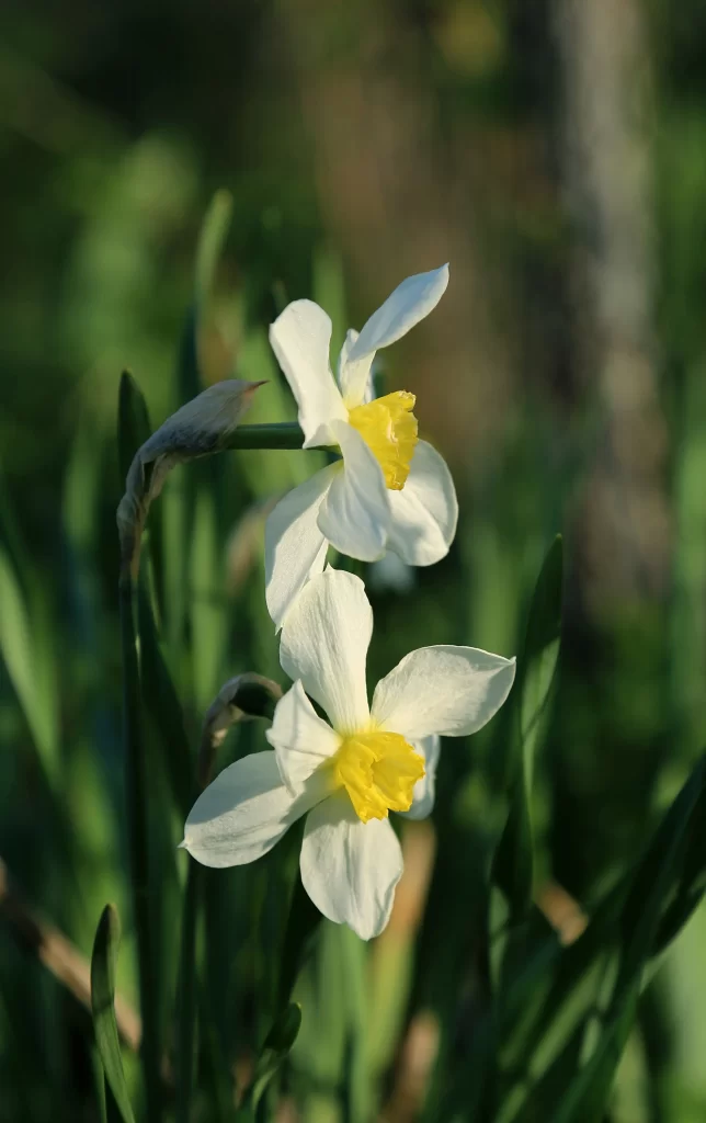 White Daffodil Yellow Center Petals Green warm Leaves